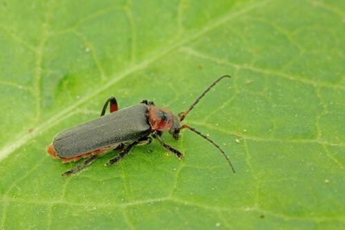 Weichkäfer Cantharis rustica


Aufnameort: Odenwald
Kamera: Canon EOS 60D