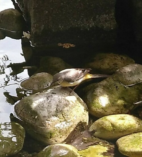 Diese Schafstelze entdeckte ich an einem ungewöhnlichen Ort: im Innenhof des ostasiatischen Museums in Köln existiert ein künstlicher Bachlauf, den ein Bachstelzenpärchen als Ersatz für ein natürliches Habitat akzeptiert.

Aufnameort: Ostasiatischen Museum
Kamera: Fairphone 2