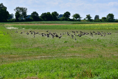 

Aufnameort: Triesdorf
Kamera: Panasonic Lumix FZ 330