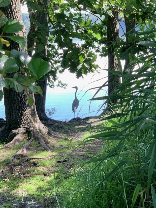 In der Julihitze sucht sich dieser Fischreiher ein schönes schattiges Plätzchen, um von hier aus den See zu beobachten.

Aufnameort: Krickenbecker Seen Nettetal
Kamera: iPhone