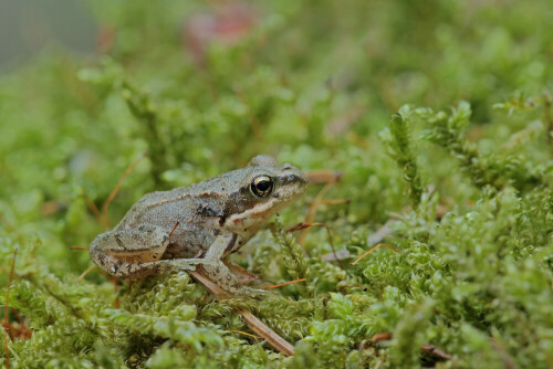 Junger Grasfrosch

Aufnameort: Odenwald
Kamera: Canon EOS 60D