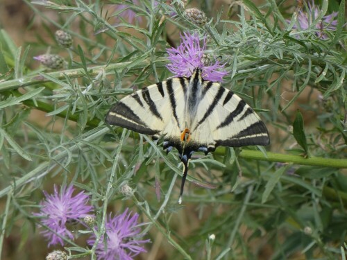 Diesen Schmetterling findet man fast nur noch im Osten - und da ist er nicht sehr häufig vertreten.

Aufnameort: Bluloer Südsee
Kamera: Pansonic TZ 96 D