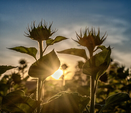 Sonnenblumen im Abendlicht

Aufnameort: Ohlsdorf
Kamera: Nikon Z 7