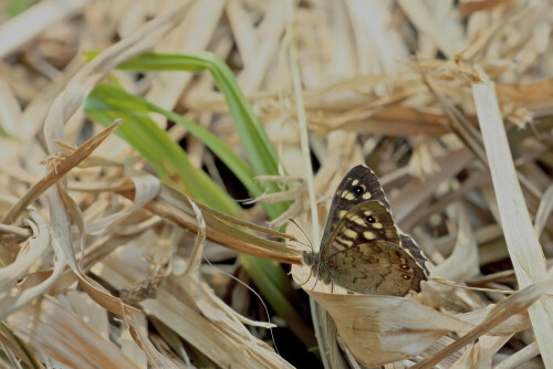 Waldbrettspiel

Aufnameort: Odenwald
Kamera: Canon EOS 60D