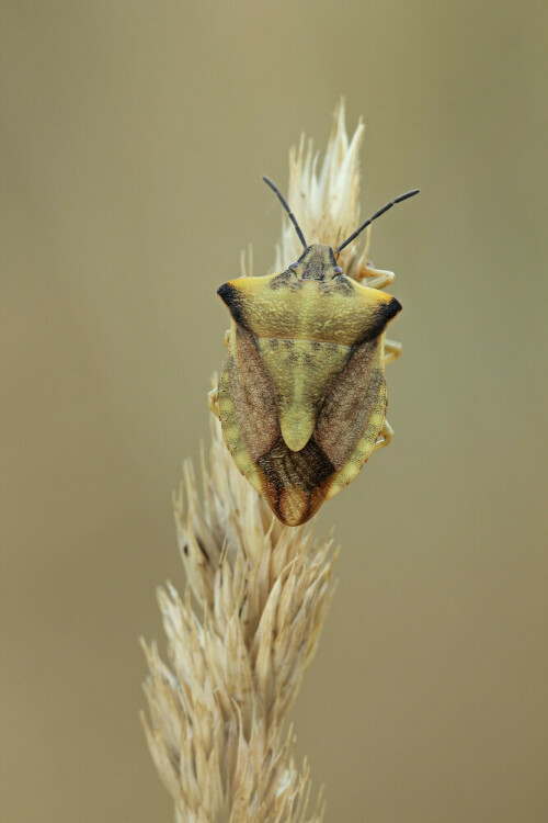 Nördliche Fruchtwanze


Aufnameort: Odenwald
Kamera: Canon EOS 60D