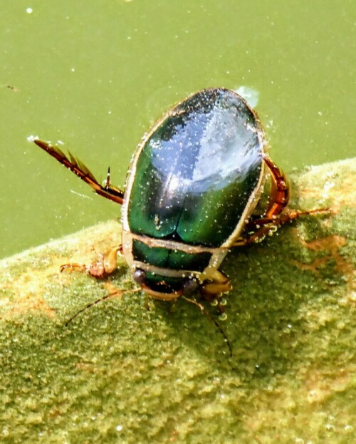 Gelbrandkäfer in unserer Wasserzysterne. Ihm ist der Sommer auch zu trocken!

Aufnameort: Lichtenau / Mfr.
