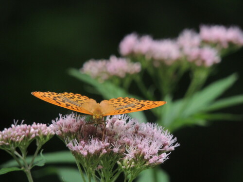 

Aufnameort: Ramsau, Berchtesgadener Land
Kamera: Nikon Coolpix P510