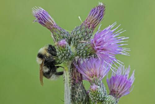 Kuckuckshummel


Aufnameort: Odenwald
Kamera: Canon EOS 60D