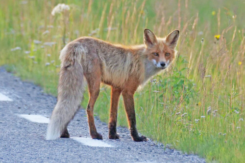 

Aufnameort: s lappland
