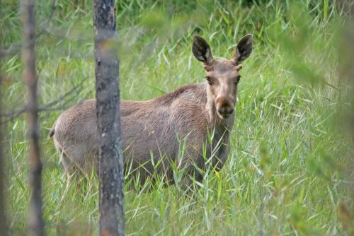 

Aufnameort: s lappland
