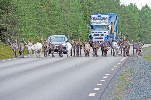 

Aufnameort: s lappland
