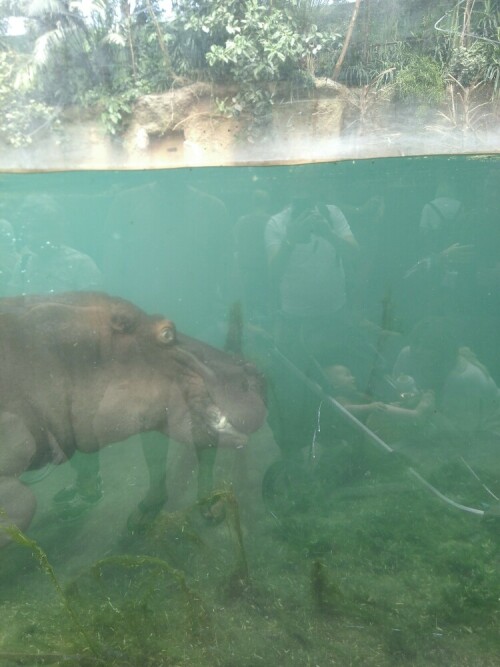 Es ist immer wieder Glücksache, ob das Nilpferd im Hippodrom an der Scheibe vorbeischwimmt.

Aufnameort: Kölner Zoo
Kamera: Fairphone 2