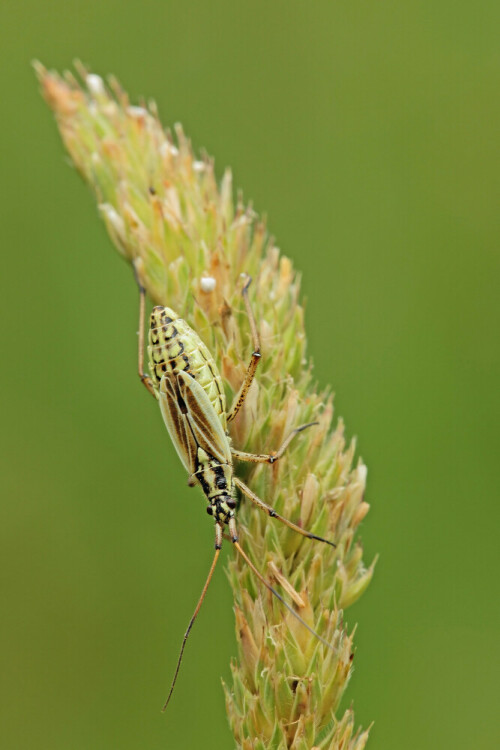 Langhaarige Dolchwanze


Aufnameort: Odenwald
Kamera: Canon EOS 60D