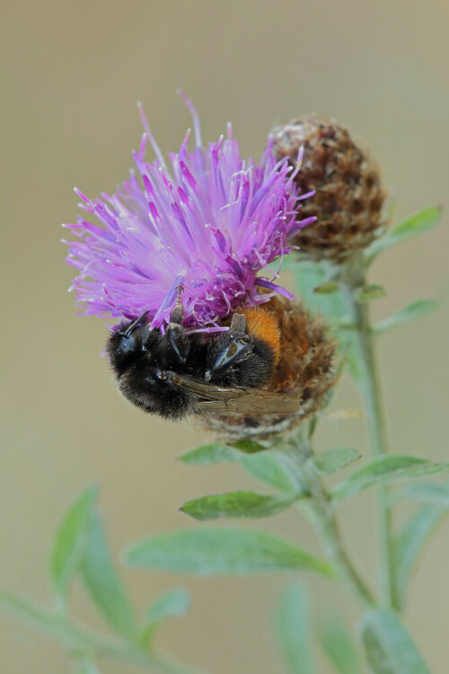 Steinhummel

Aufnahmeort: Odenwald
Kamera: Canon EOS 60D

© Alle von mir veröffentlichten Bilder unterliegen dem Urheberrecht und dürfen ohne meine schriftliche Genehmigung nicht verwendet werden.