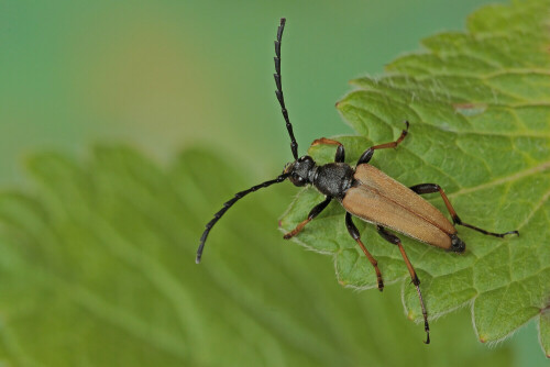 Bleicher Fliegenkäfer

Aufnameort: Odenwald
Kamera: Canon EOS 60D