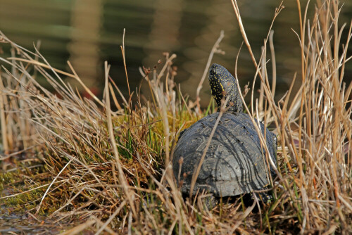 Sumpfschildkröte

Aufnahmeort: Rheinebene
Kamera: Canon EOS 7D

© Alle von mir veröffentlichten Bilder unterliegen dem Urheberrecht und dürfen ohne meine schriftliche Genehmigung nicht verwendet werden.