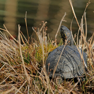 sumpfschildkrote-28710