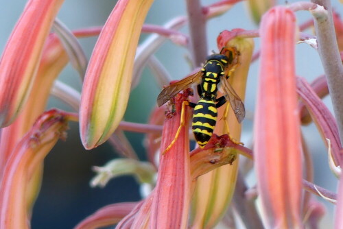 

Aufnameort: Weidenbach in meinem Garten
Kamera: Panasonic Lumix FZ 330