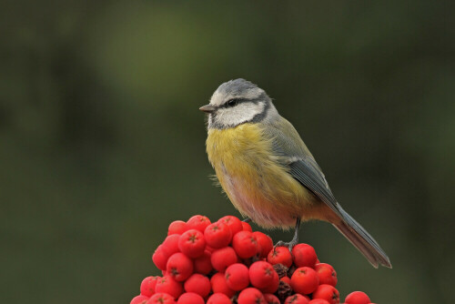 Blaumeise

Aufnameort: Odenwald
Kamera: Canon EOS 60D