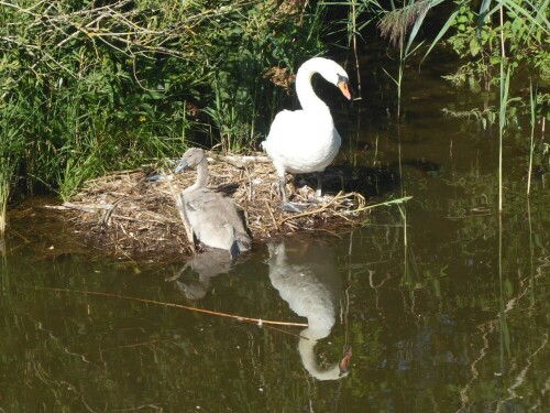 Fünf Eier hatte der Schwan. Leider nur ein Junges durchgekommen. Die anderen Eier waren zerstört.

Aufnameort: Gronne-Donautal Ulm
Kamera: Pansonic TZ 71