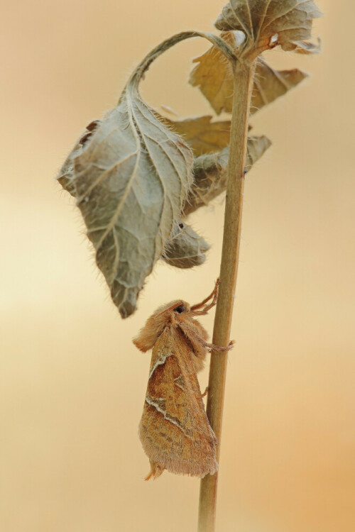 Ampfer-Wurzelbohrer


Aufnameort: Odenwald
Kamera: Canon EOS 60D