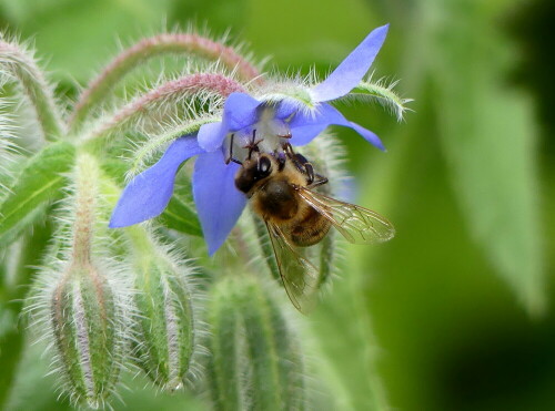 

Aufnameort: Weidenbach in meinem Garten
Kamera: Panasonic Lumix FZ 330