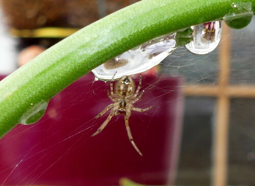 

Aufnameort: Weidenbach in meinem Garten
Kamera: Panasonic Lumix FZ 330