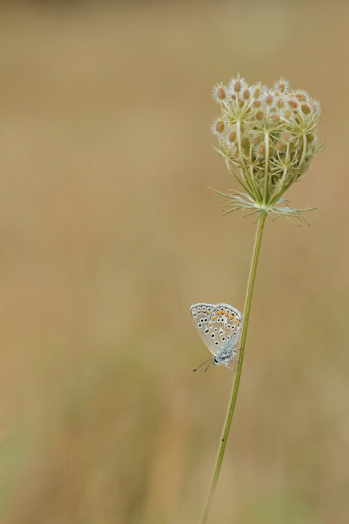 Hauhechel-Bläuling

Aufnameort: Odenwald
Kamera: Canon EOS 60D