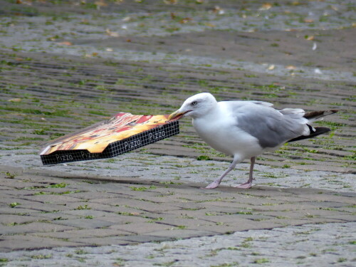 heute-gibt-es-mowen-pizza-28822.jpeg