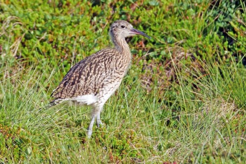 brachvogel-jung-mit-kurzem-schnabel-28797.jpeg