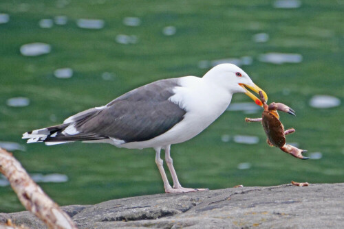 

Aufnameort: n alesund
