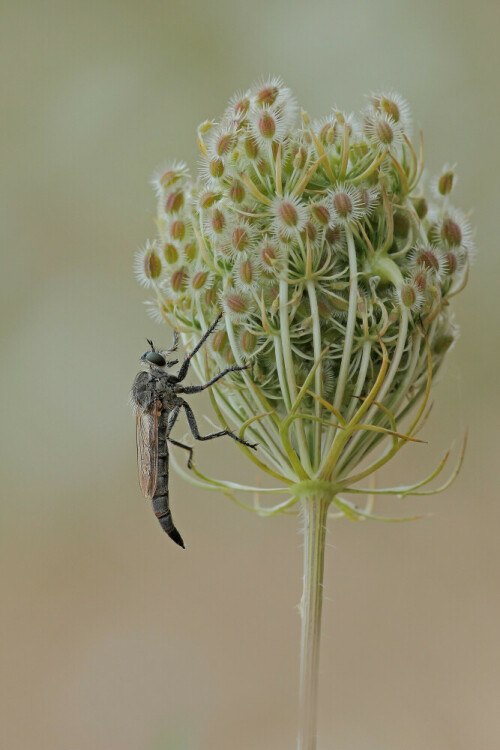 Raubfliege an Wilder Möhre

Aufnameort: Odenwald
Kamera: Canon EOS 60D