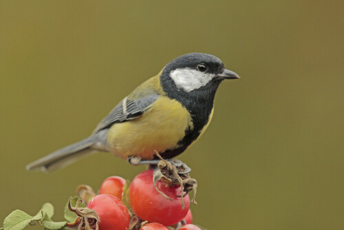 Kohlmeise

Aufnameort: Odenwald
Kamera: Canon EOS 7D