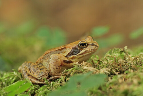 Grasfrosch

Aufnameort: Odenwald
Kamera: Canon EOS 7D