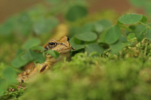 Grasfrosch

Aufnameort: Deutschland
Kamera: Canon EOS 7D