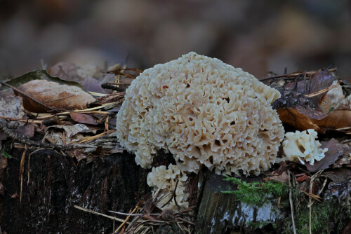 Krause Glucke

Aufnameort: Odenwald
Kamera: Canon EOS 60D