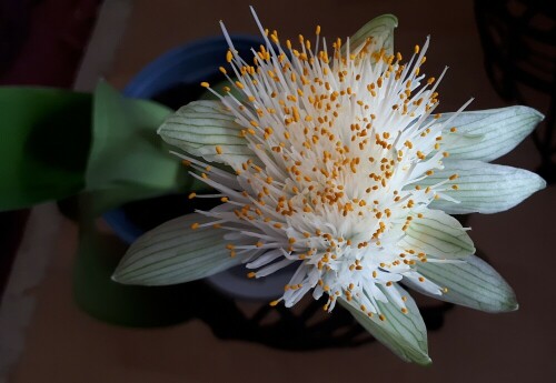 elefantenohr-haemanthus-albiflos-28857.jpeg