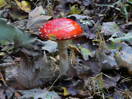 Die Pilzzeit hat begonnen, mit ihr wächst auch der Fliegenpilz - weiß man ja: Giftig!!!!

Aufnameort: Gögglinger Wald
Kamera: Panasonic Lumix TZ 71