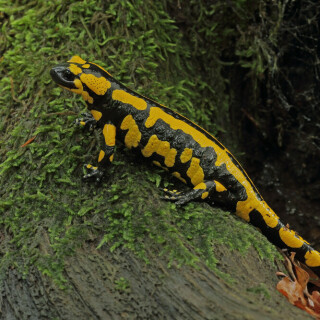 feuersalamander-28933