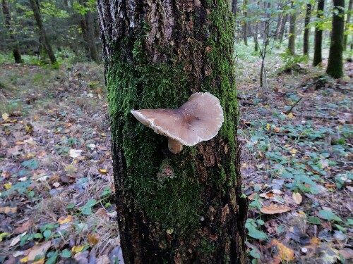 Hab ich noch nie gesehen, Pilz mit Stiel am Baum.

Aufnameort: Gögglinger Wald
Kamera: Panasonic Lumix TZ 71