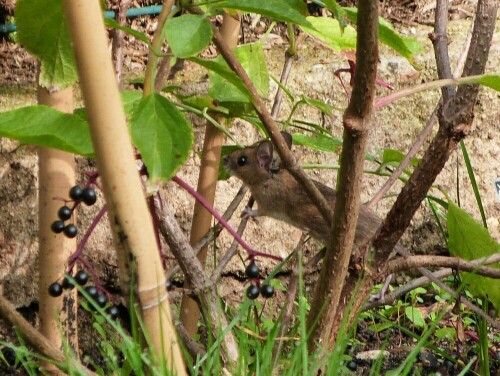 diese Maus hielt reichlich Ernte an unseren Holunderbeeren

Aufnameort: Drekieich-Sprendlingen
Kamera: Lumix FZ 48