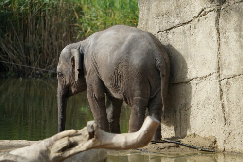 

Aufnameort: Kölner Zoo
Kamera: Sony Alpha 7/II