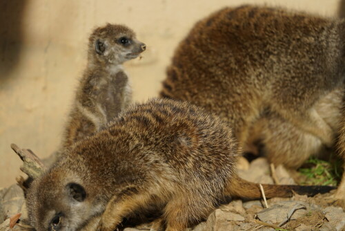 

Aufnameort: Kölner Zoo
Kamera: Sony Alpha 7/II