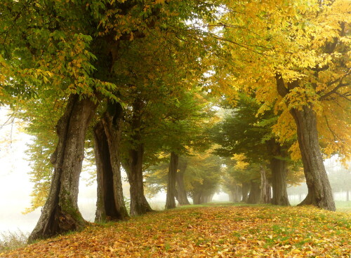 triesdorf-alte-buchenallee-im-nebel-29009.jpeg