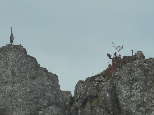 Vom Eselsburger Tal sieht man hoch oben auf den Felsen die Graureiher sitzen.

Aufnameort: Herbrechtingen Eselsburger Tal
Kamera: Paasonic Lumix TZ 71