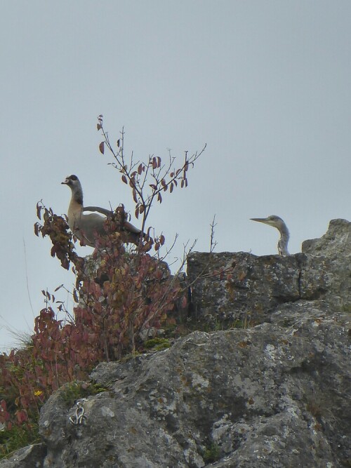 Oben auf dem Felsen zusammen: 
Nilgans und Graureiher

Aufnameort: Herbrechtingen Eselsburger Tal
Kamera: Paasonic Lumix TZ 71