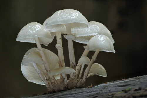 Buchen-Schleimrübling

Aufnameort: Odenwald
Kamera: Canon EOS 60D