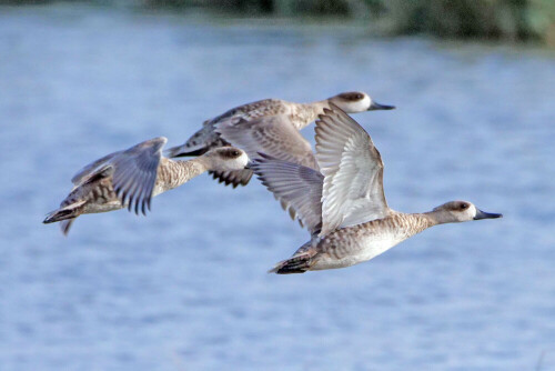 

Aufnameort: mallorca albufera
