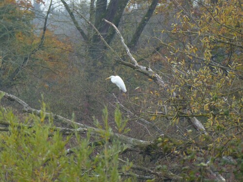 An Gronne und Lichternsee findet man wieder vermehrt die Silberreiher

Aufnameort: Gronne - Donautal Ulm
Kamera: Panasonic Lumix TZ 71