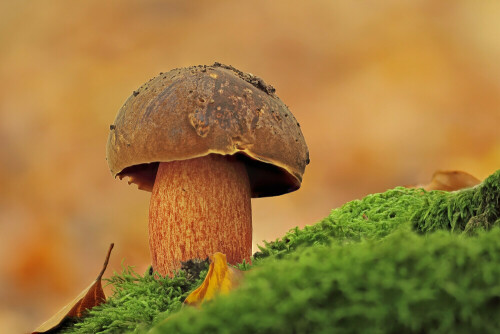 Flockenstieliger Hexenröhrling

Aufnameort: Odenwald
Kamera: Canon EOS 60D